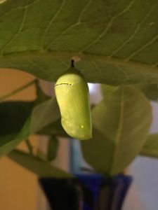 jade green monarch butterfly chrysalis