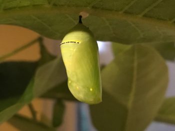 jade green monarch butterfly chrysalis