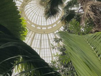 The view from beneath the dome of a greenhouse.
