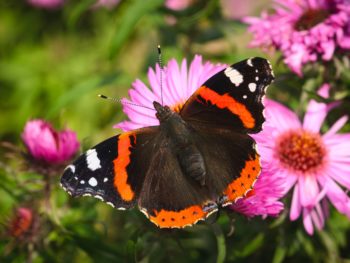 Example of a black, orange, and white Red Admiral butterfly